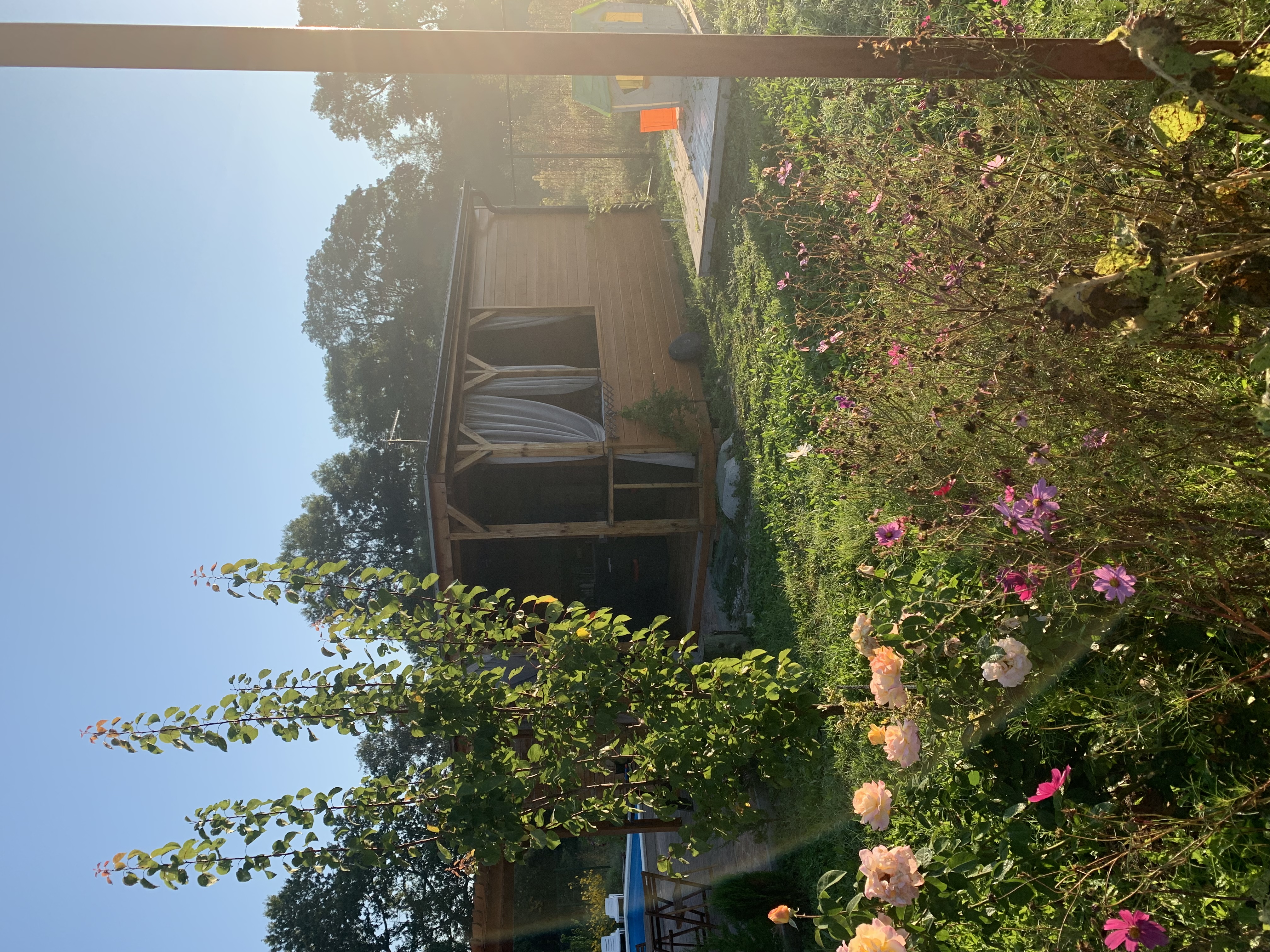 Фото Кипарис