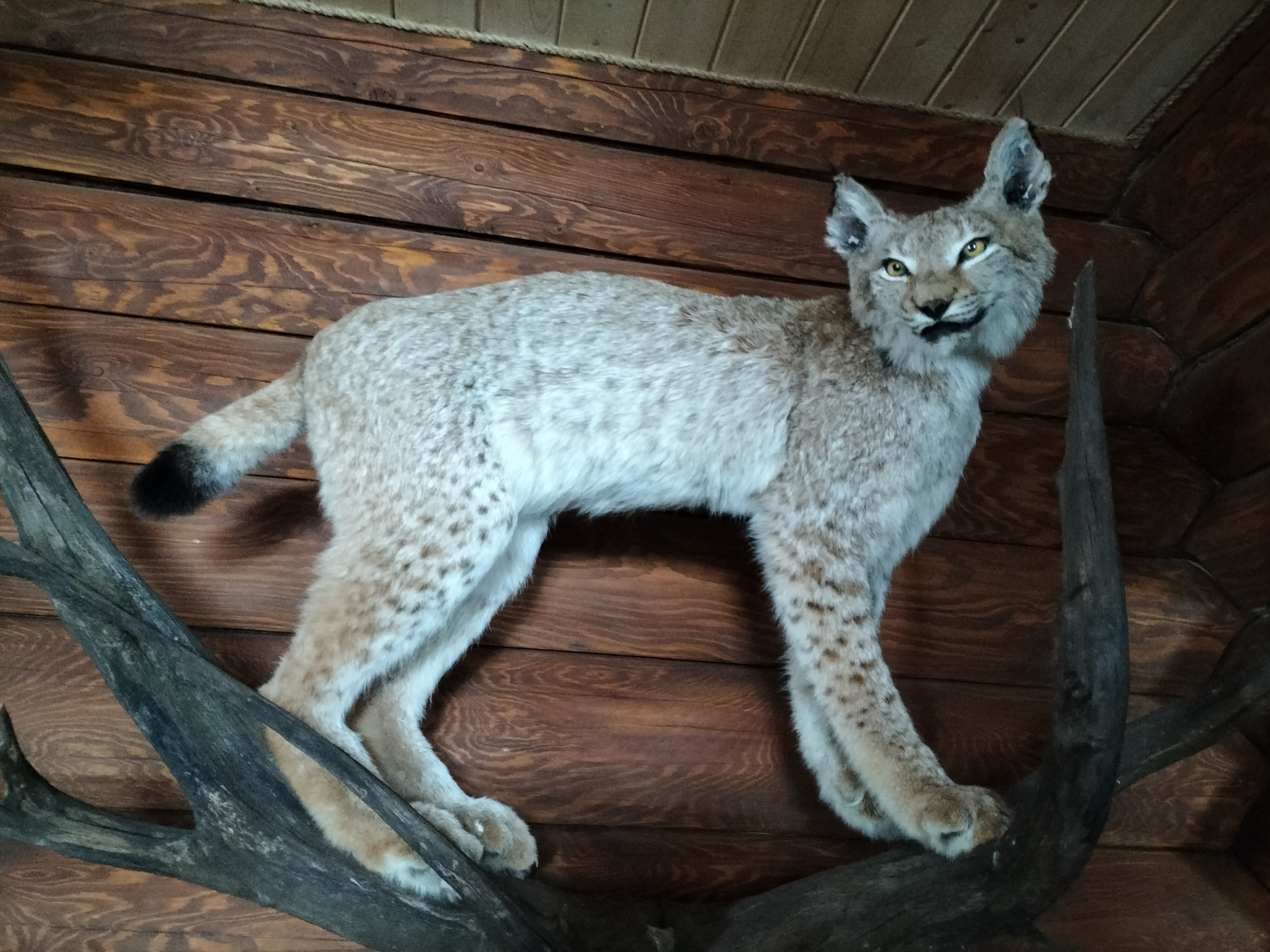 Фото Мышкин двор Барабановъ