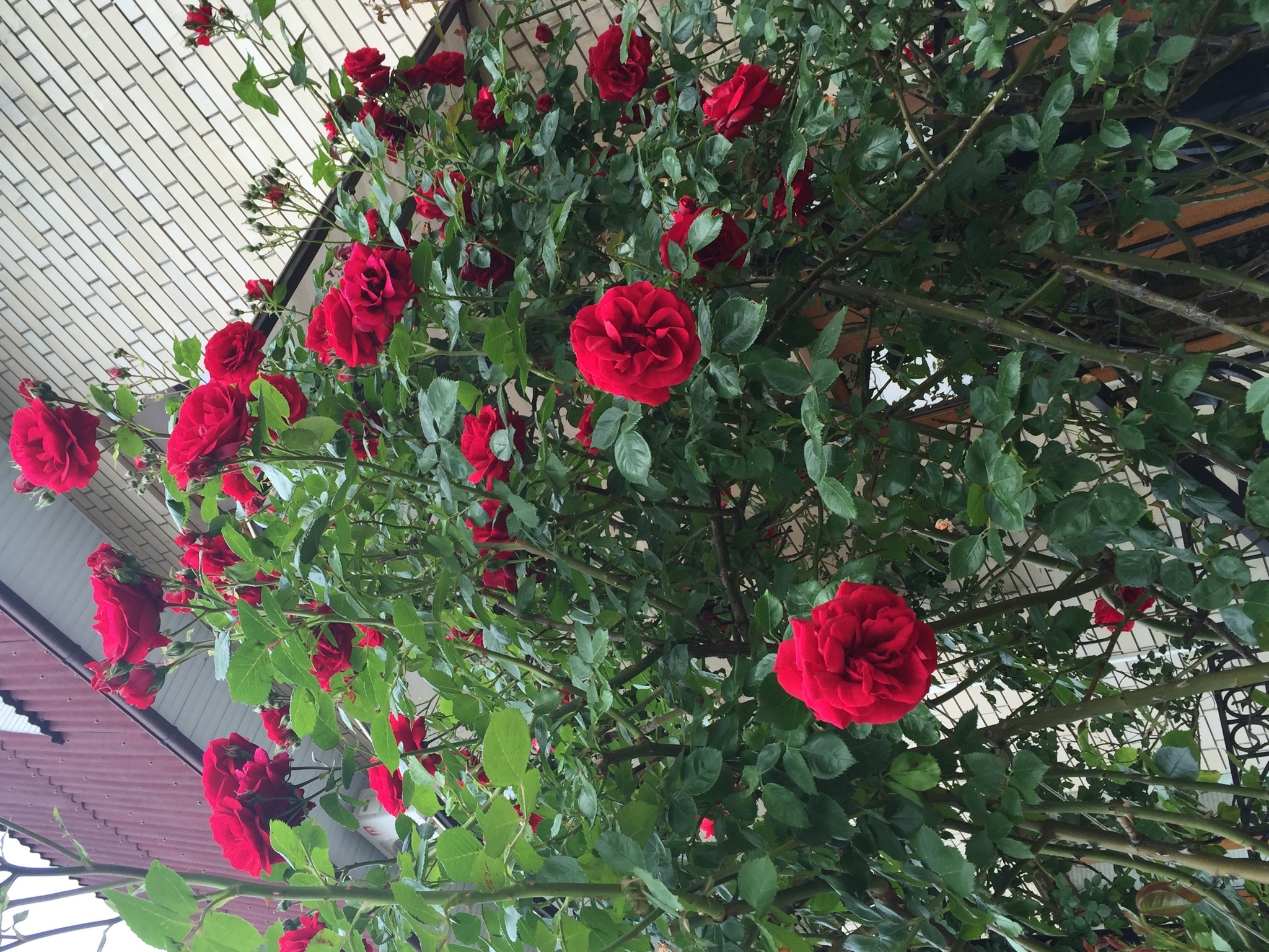 Фото Золотые ворота