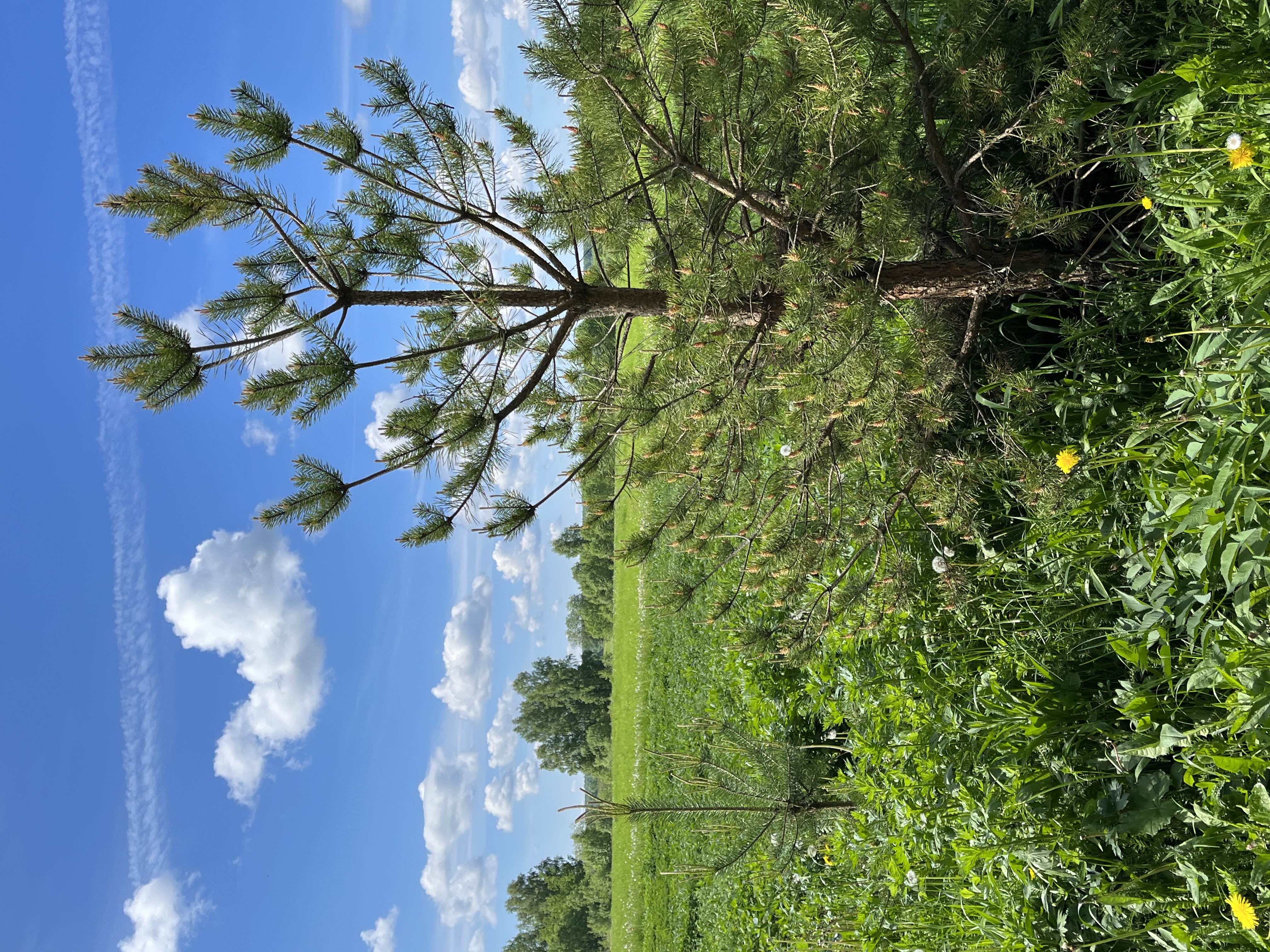 Фото Белая цапля