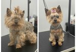 Best friend (Narodnogo Opolcheniya Street, 11), pet salon