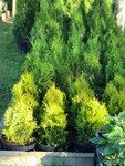 Питомник растений Саблино (gorodskoy posyolok Ulyanovka, ulitsa Ulyanovskaya Dorozhka, 51), vivero de plantas