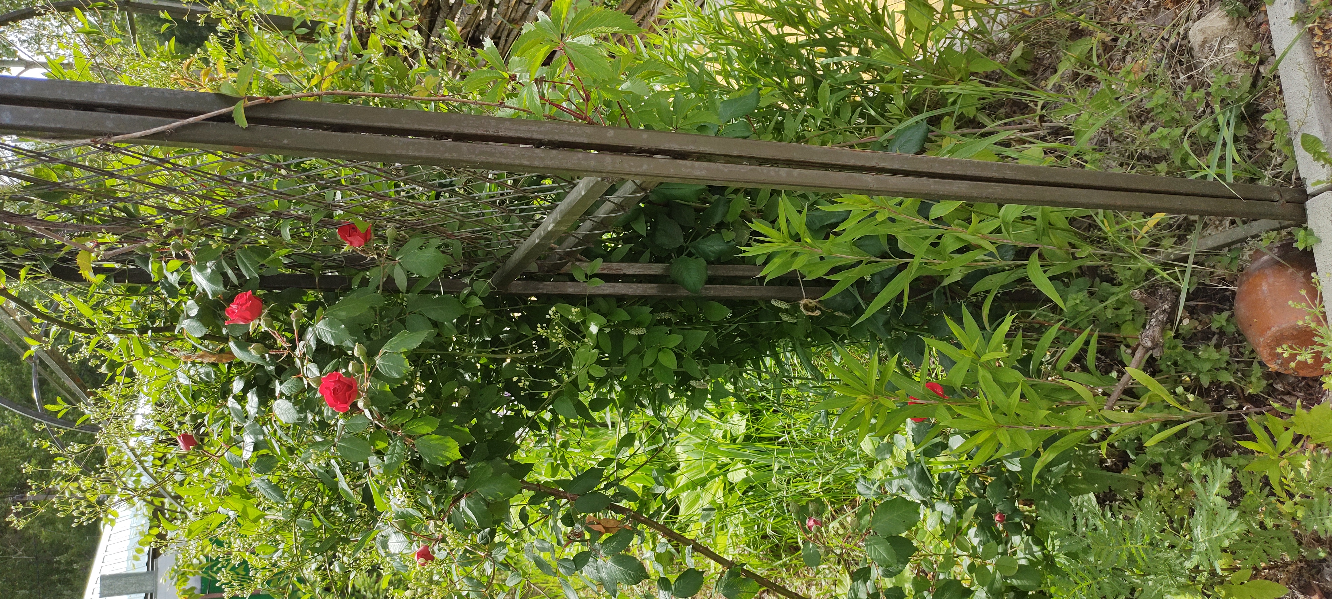 Фото Дубрава