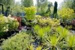 Protea (Serzhanta Mishina Street, 74к1), garden center