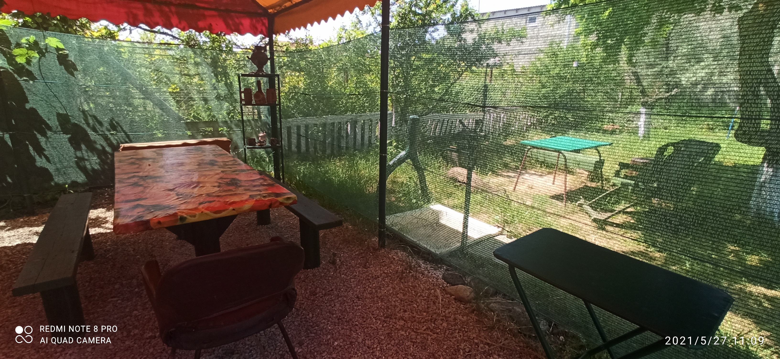 Фото Цветок папоротника