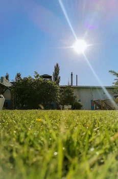 Фото Лазурное Яровое