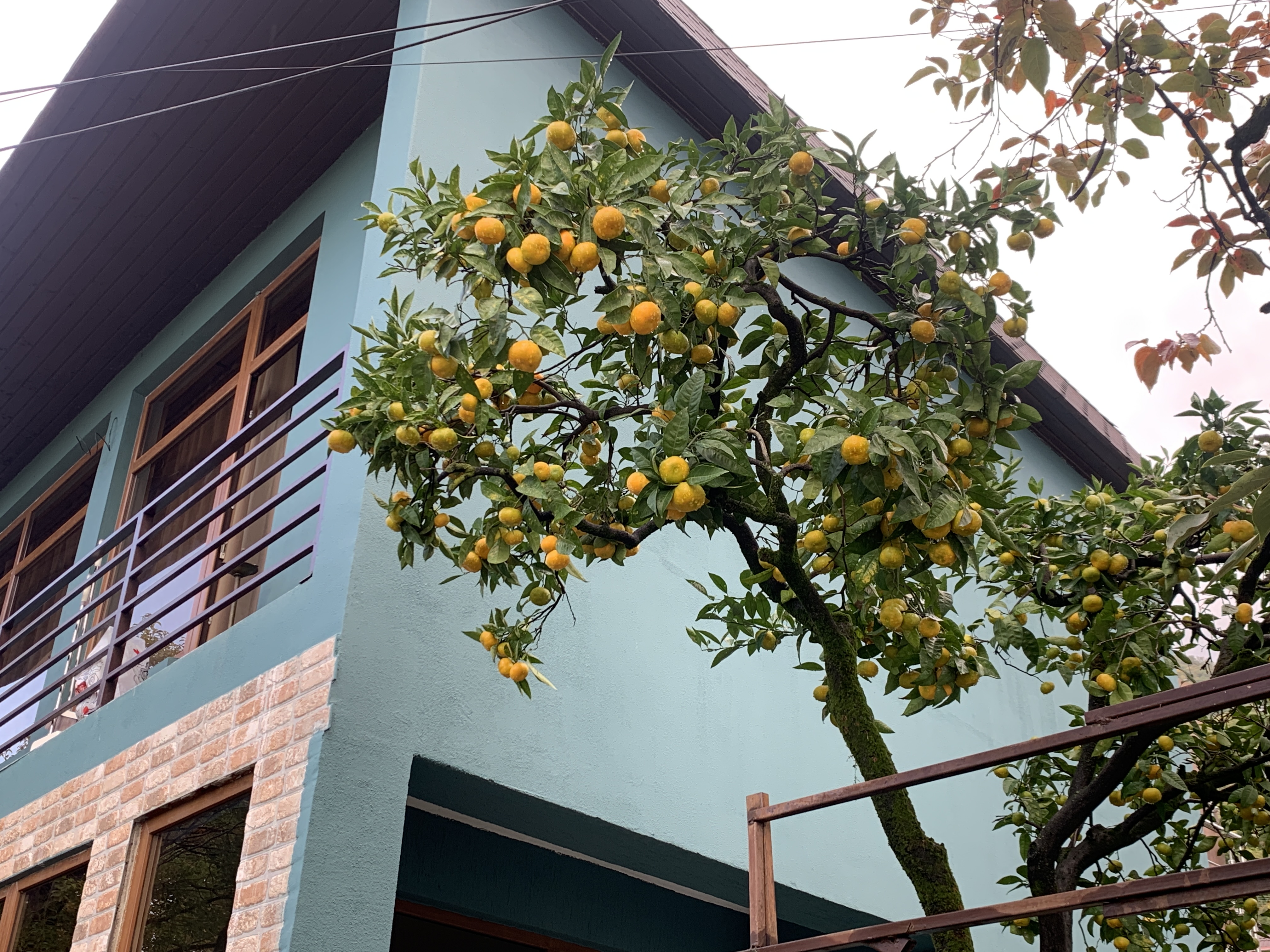 Фото Бутик-отель Apsuana Rose