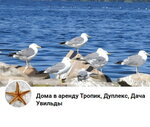 Дуплекс