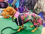 Pet Fashion (ulitsa Novaya Zarya, 2Ак2), pet products wholesale