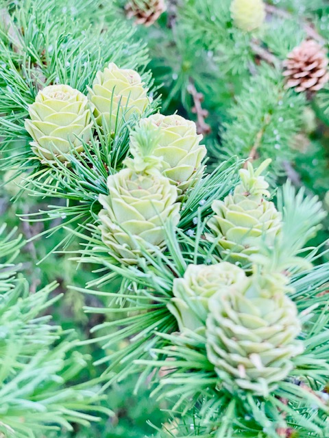 Фото Вереск