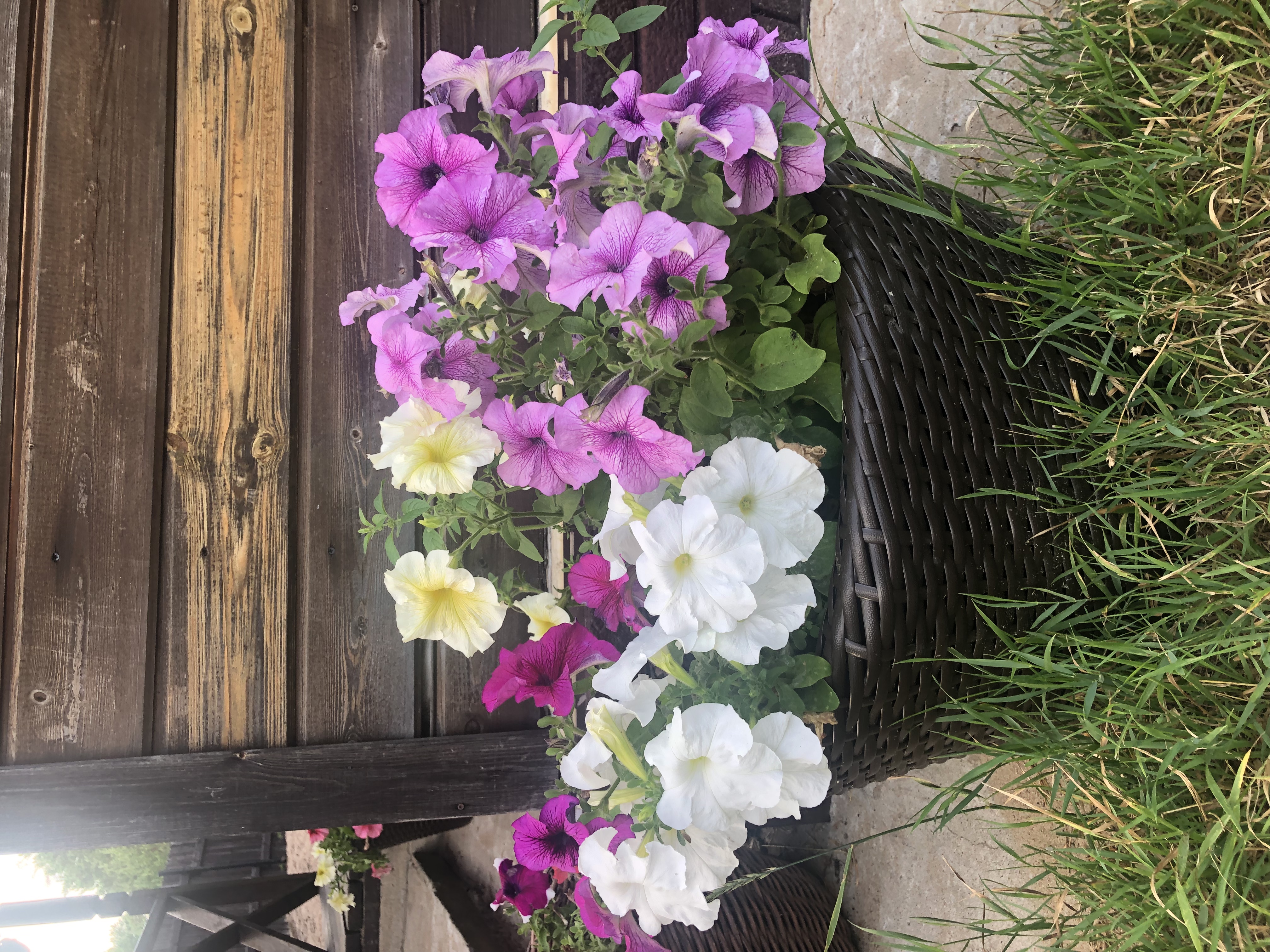 Фото Сосновый бор