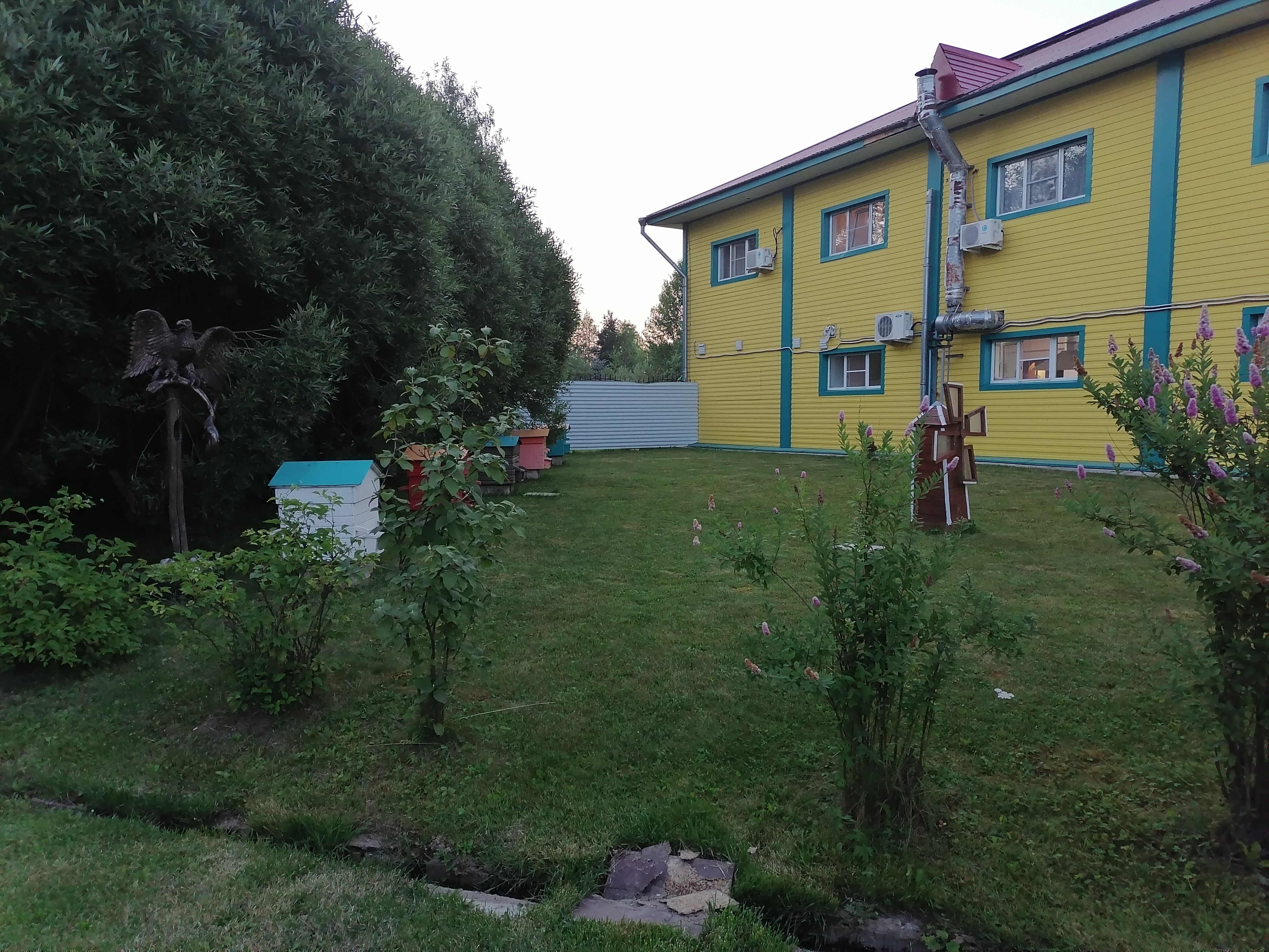 Фото Камелия