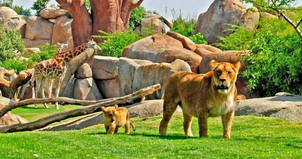 Фото Adarve Flats