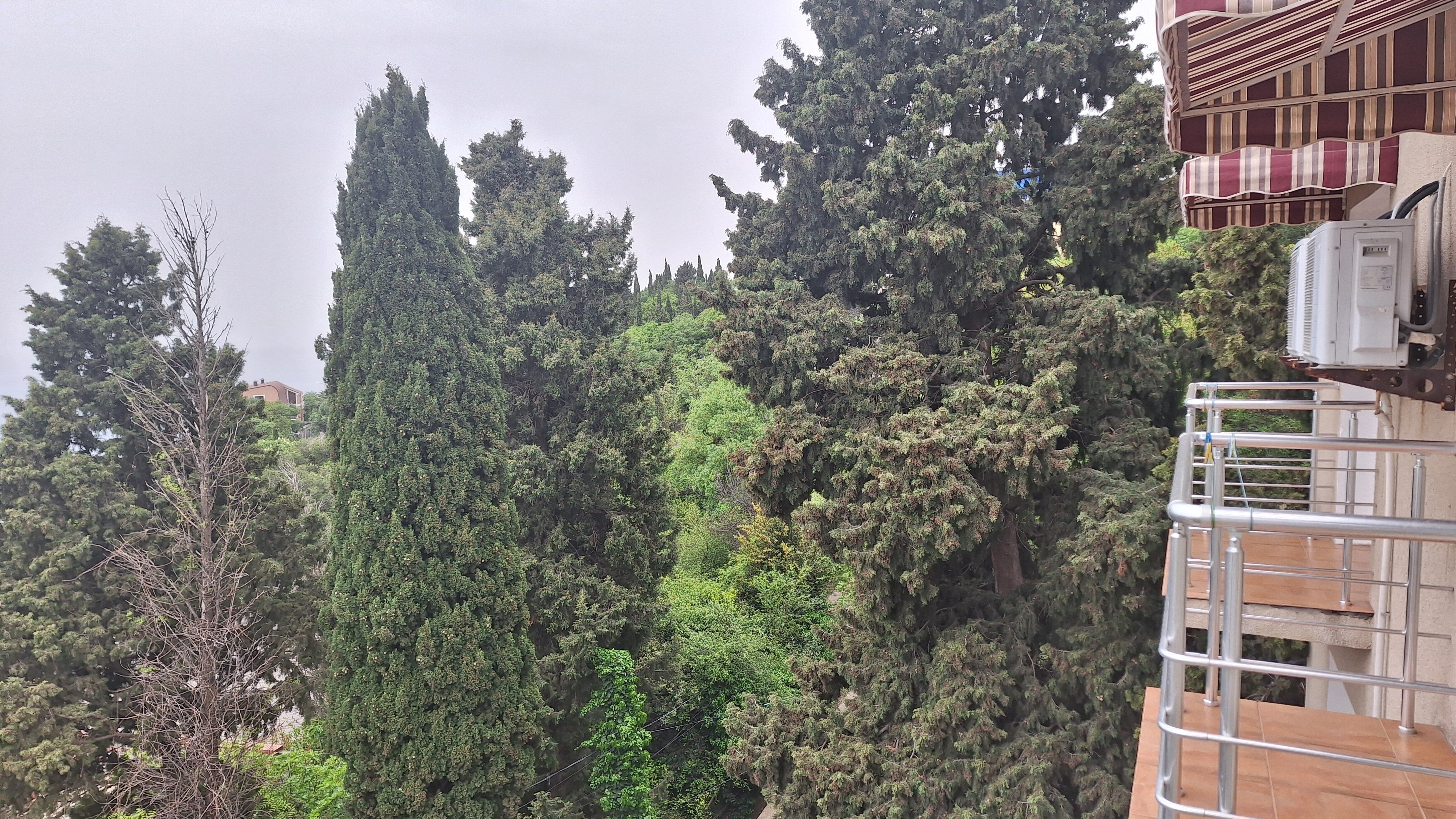 Фото Кедр-Запад