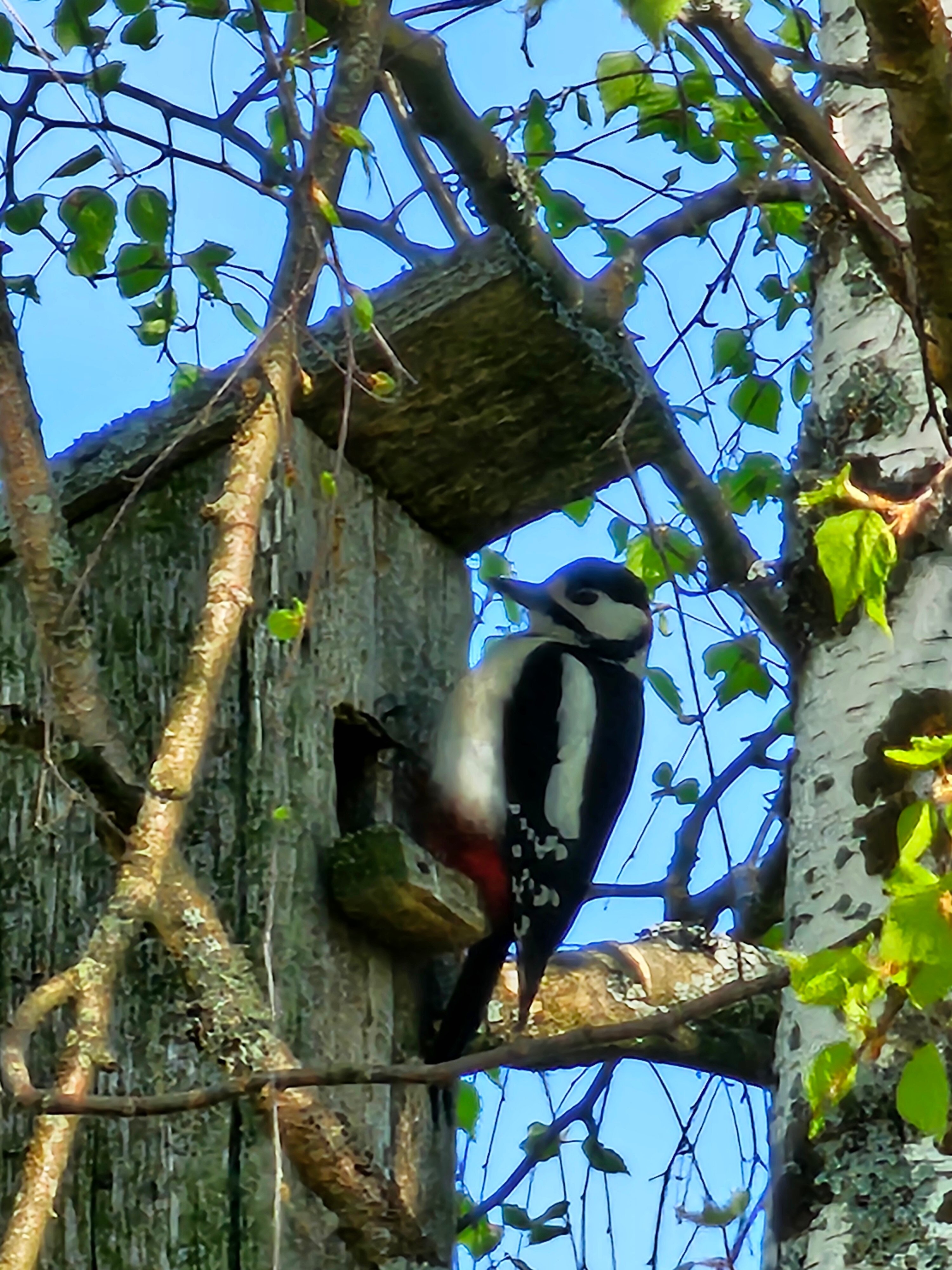 Фото Волшебный лес