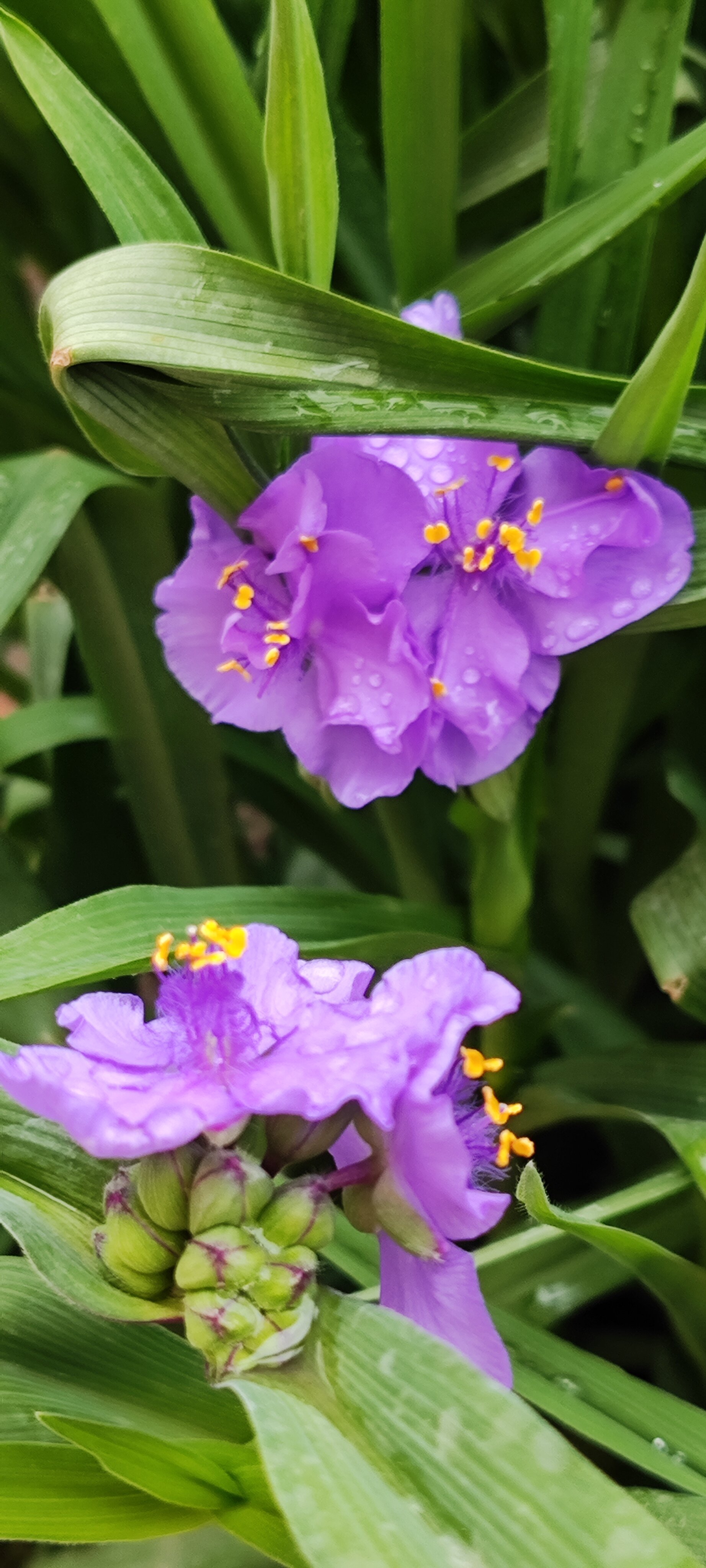 Фото Софанна