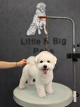 Little & Big Pets (Белоостровская ул., 28), зоосалон, зоопарикмахерская в Санкт‑Петербурге