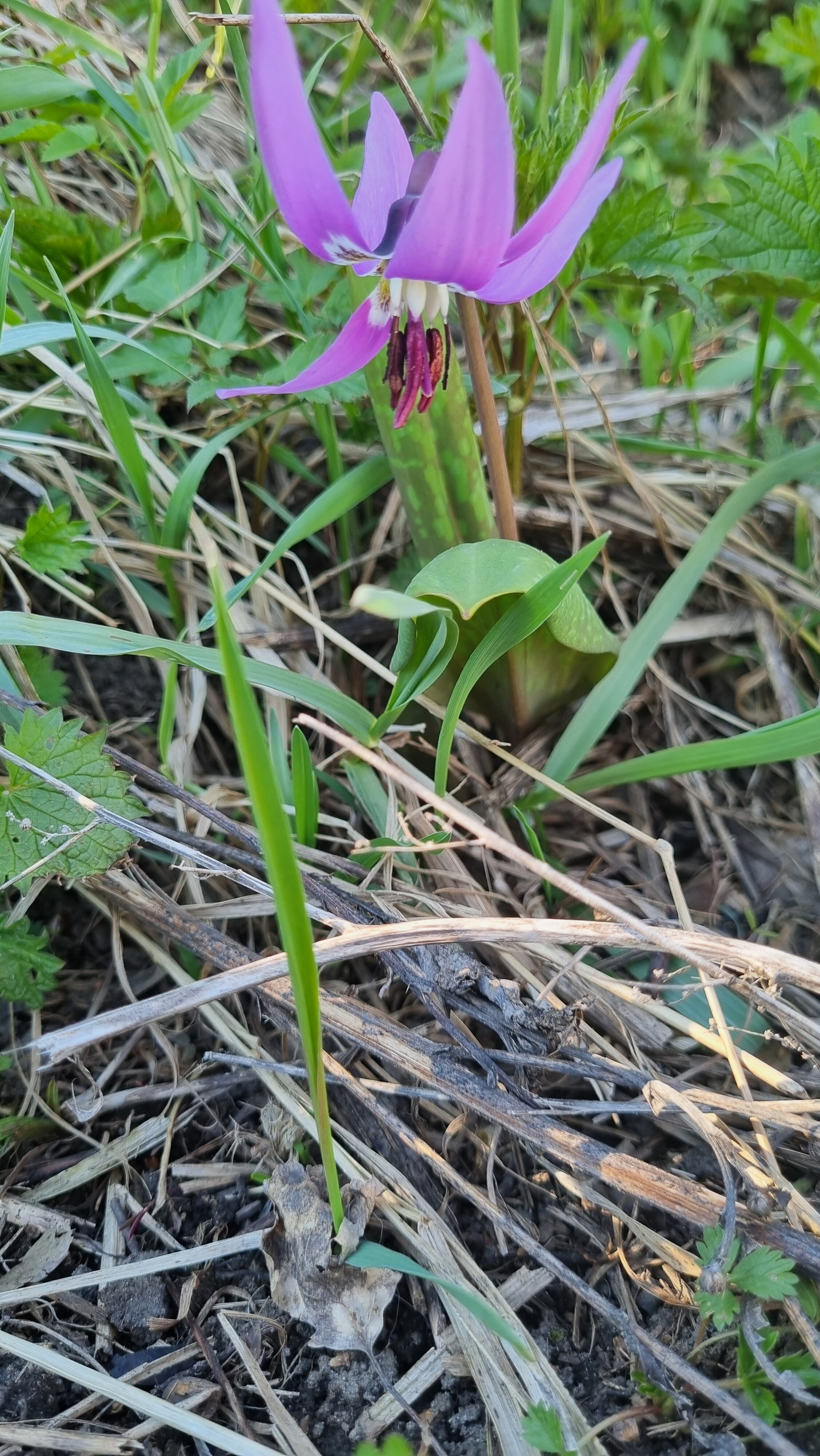 Фото Легенда Алтая