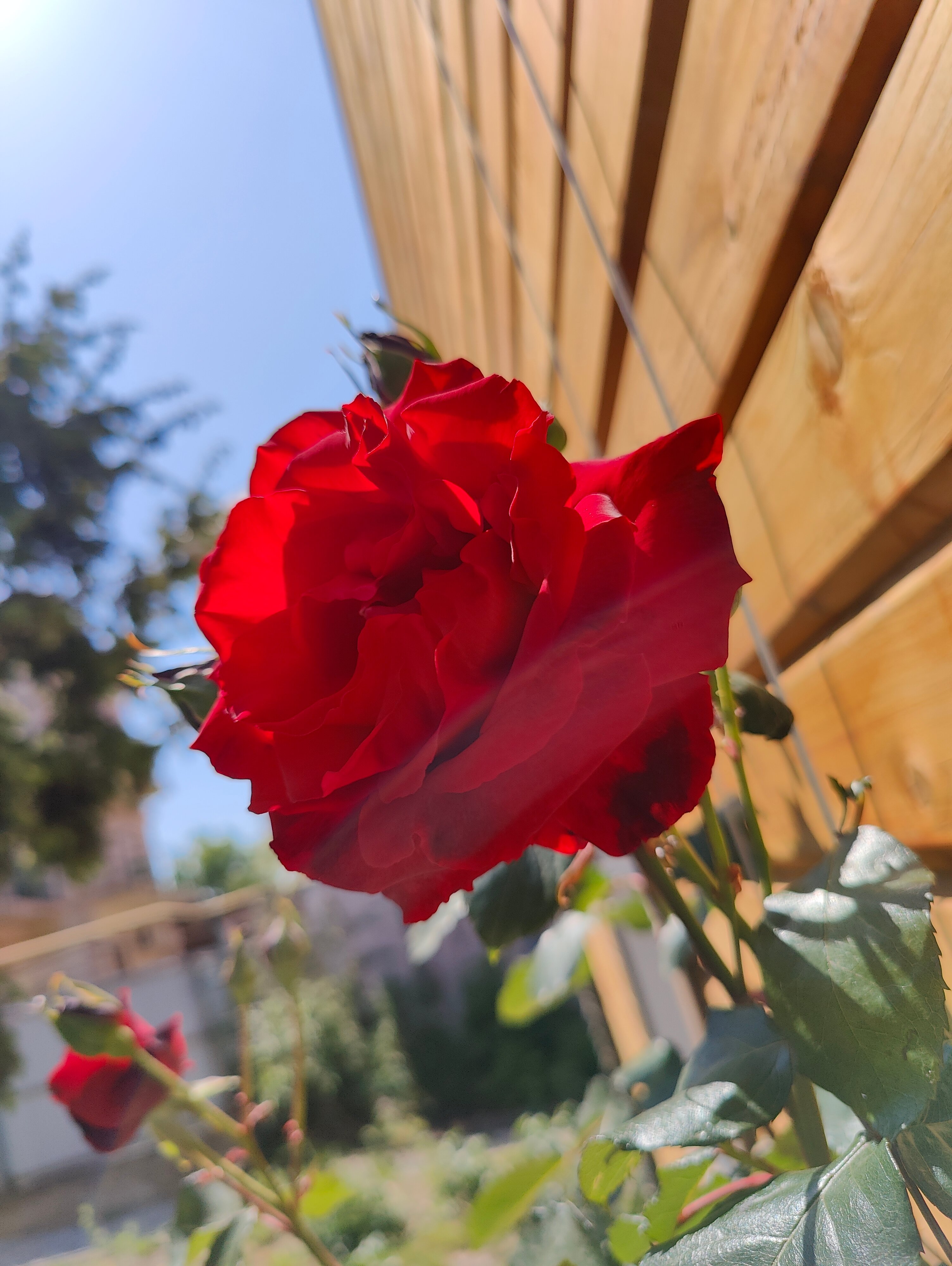 Фото Гарден Оз