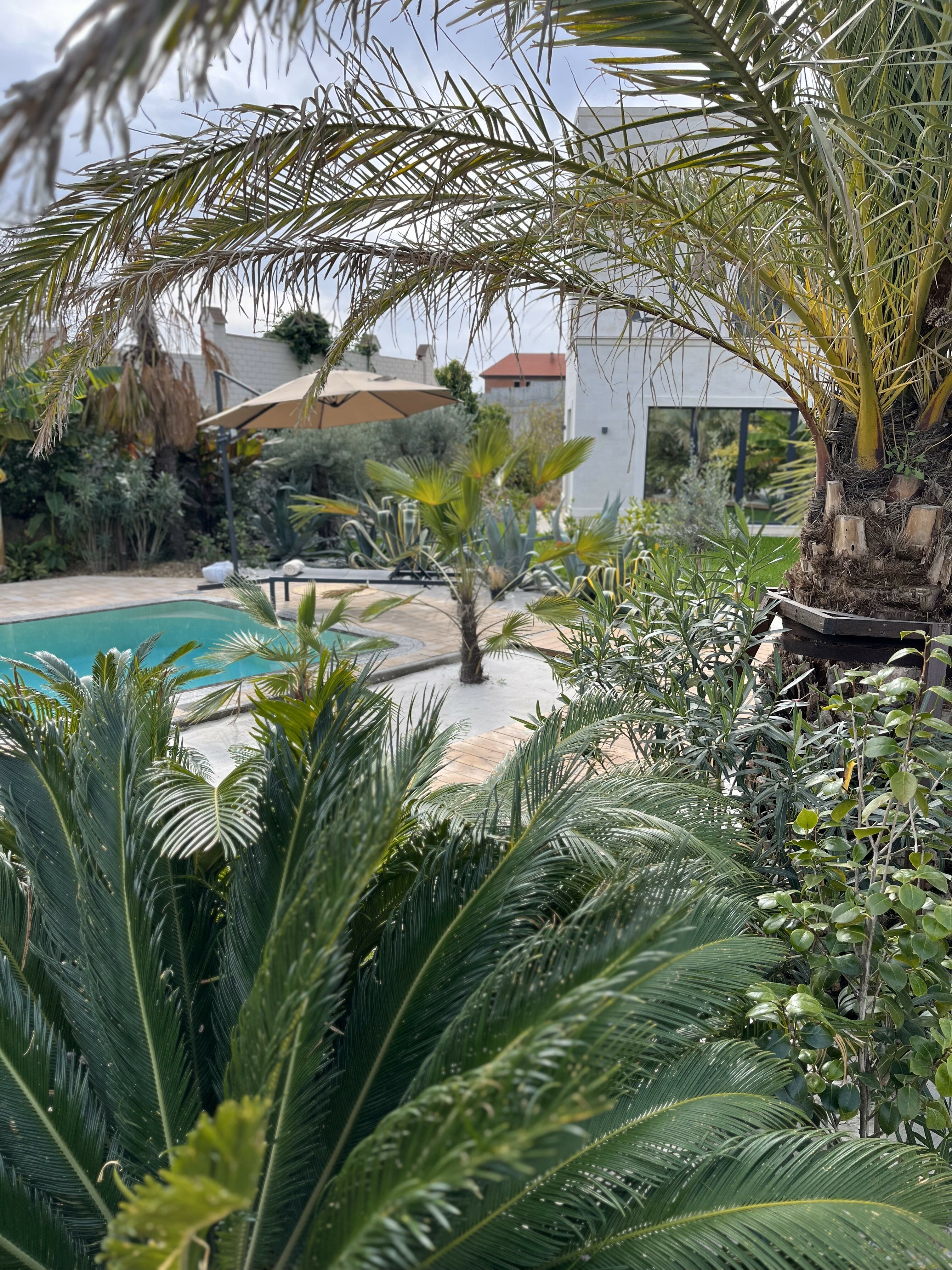 Фото Little Palm