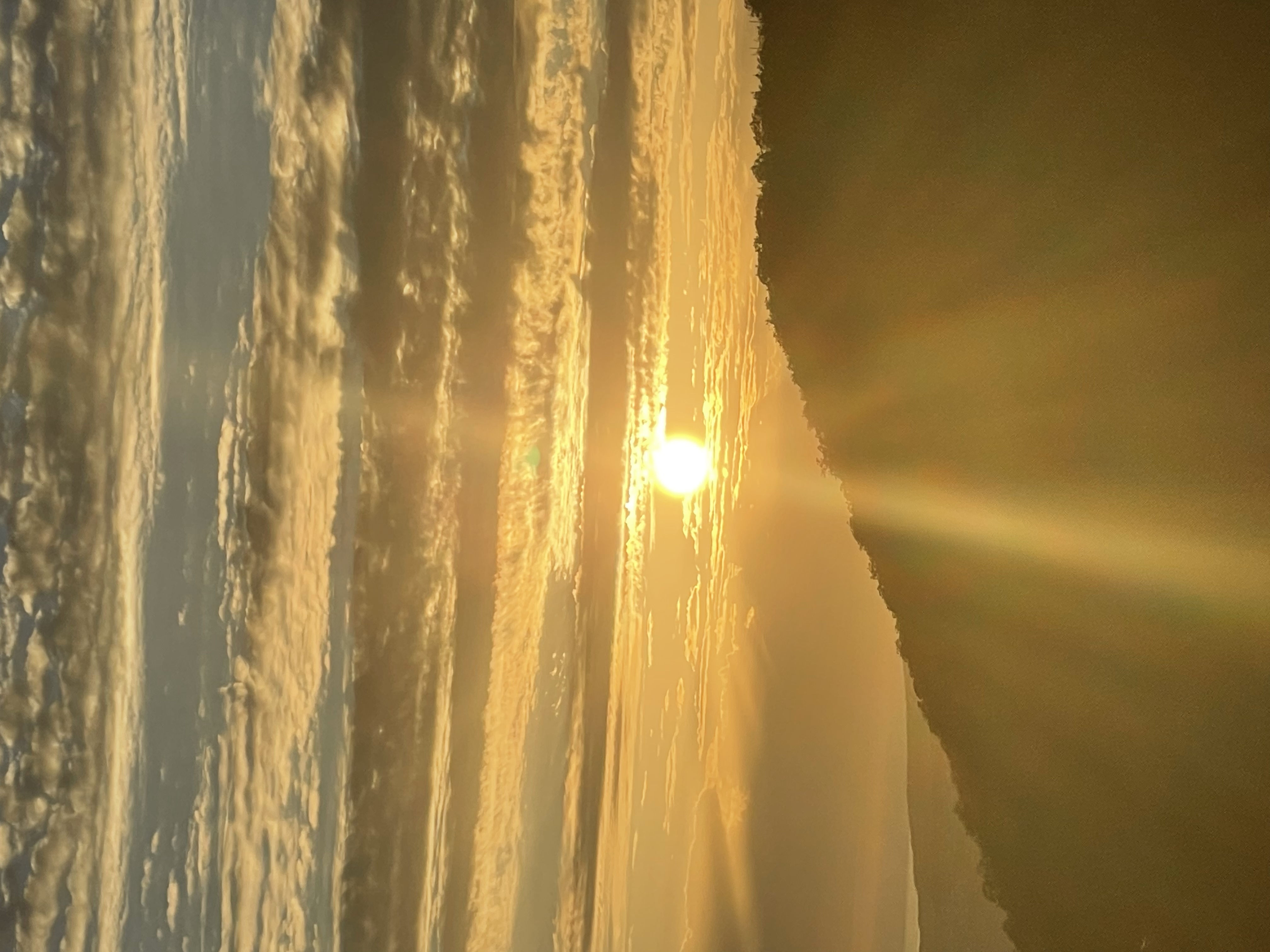 Фото Южная Роза