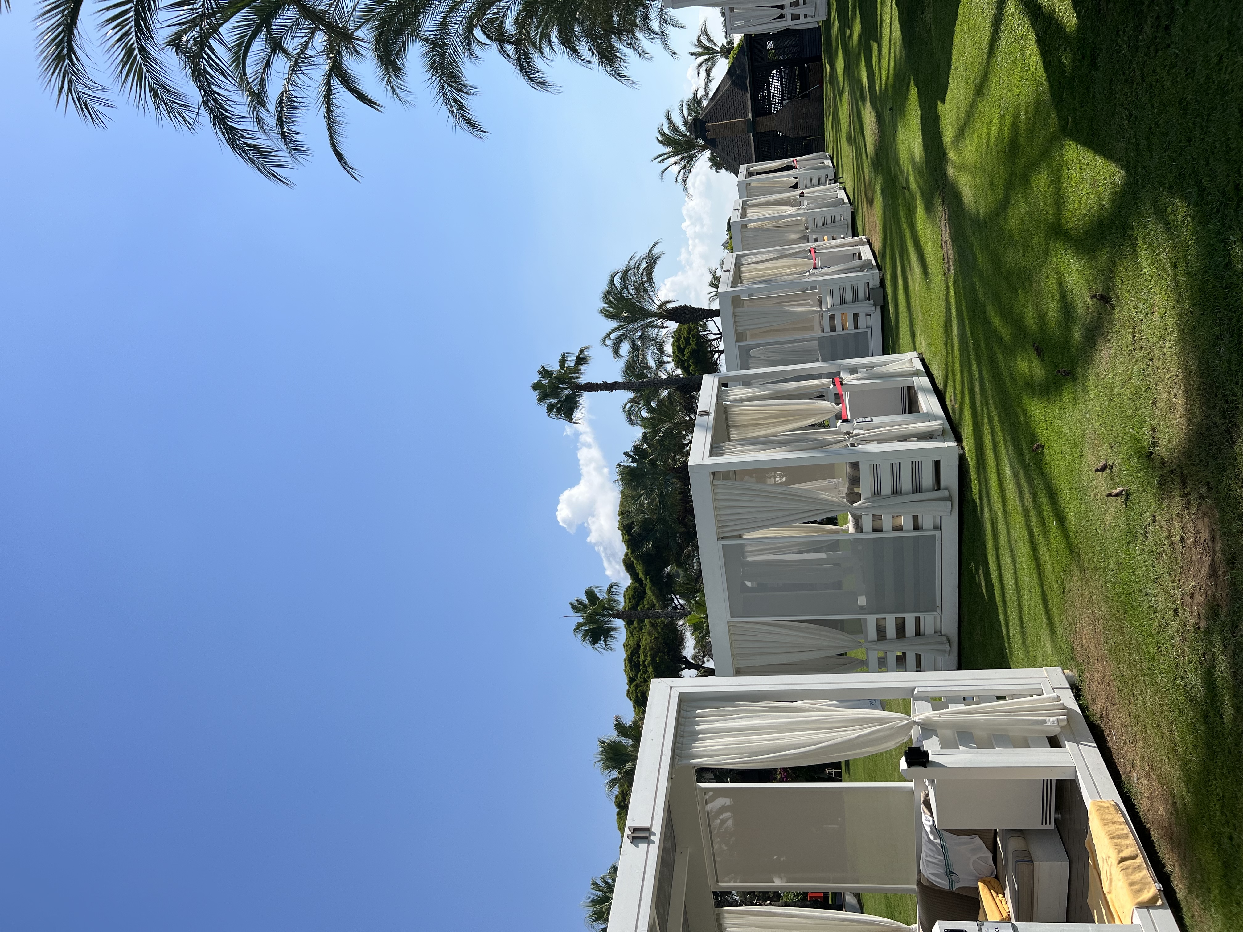 Фото Papillon Ayscha