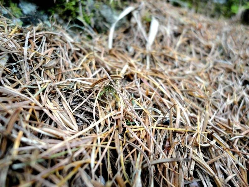 Фото Hotel Ehrwalderhof