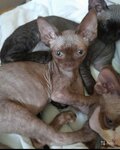 Pitomnik Na Kutuzovke (1812 Goda Street, 9), vivero de animales
