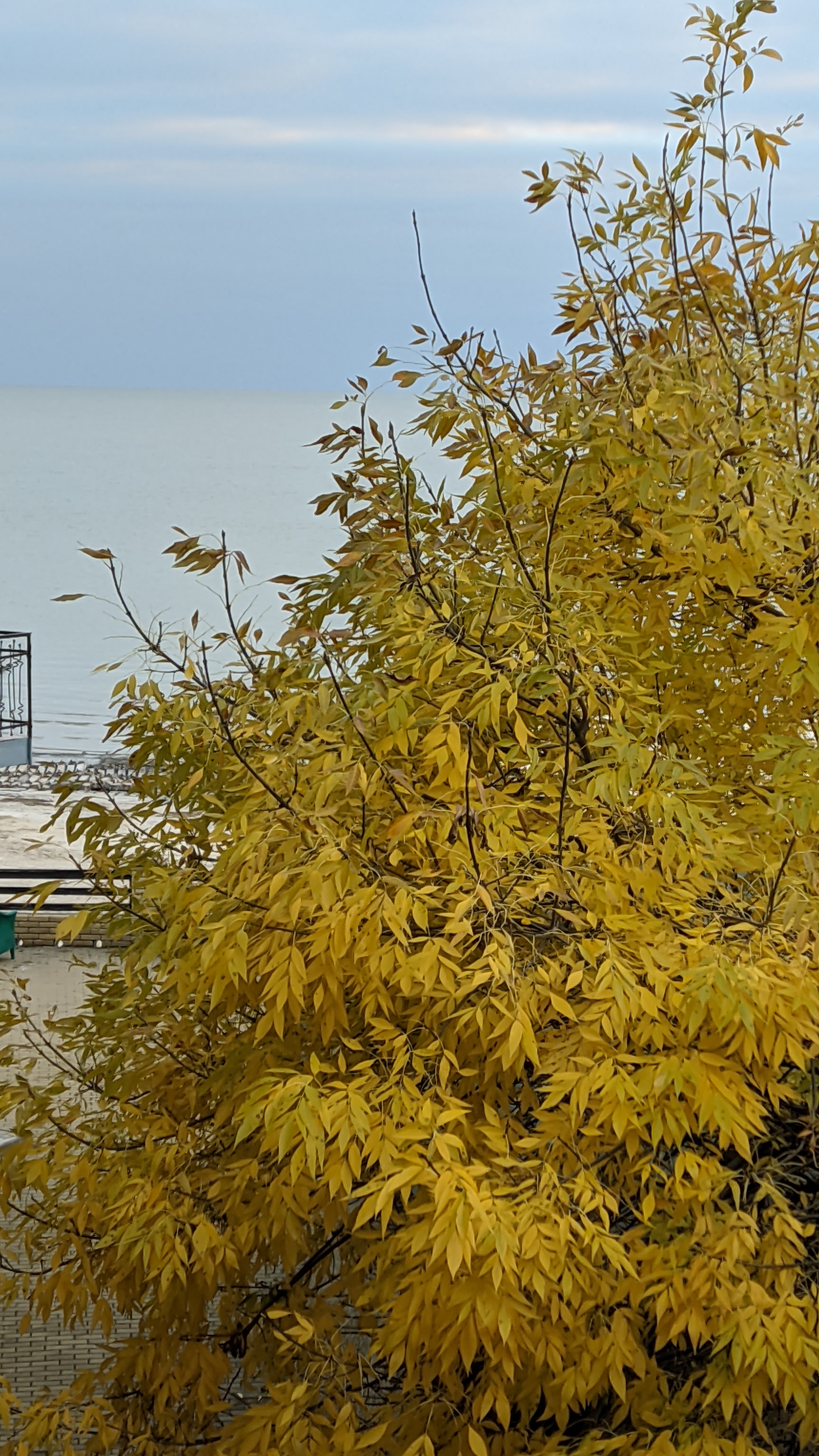 Фото Золотое Руно