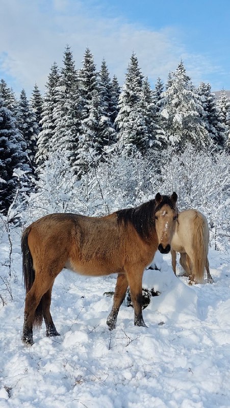 Фото Scandi-naki