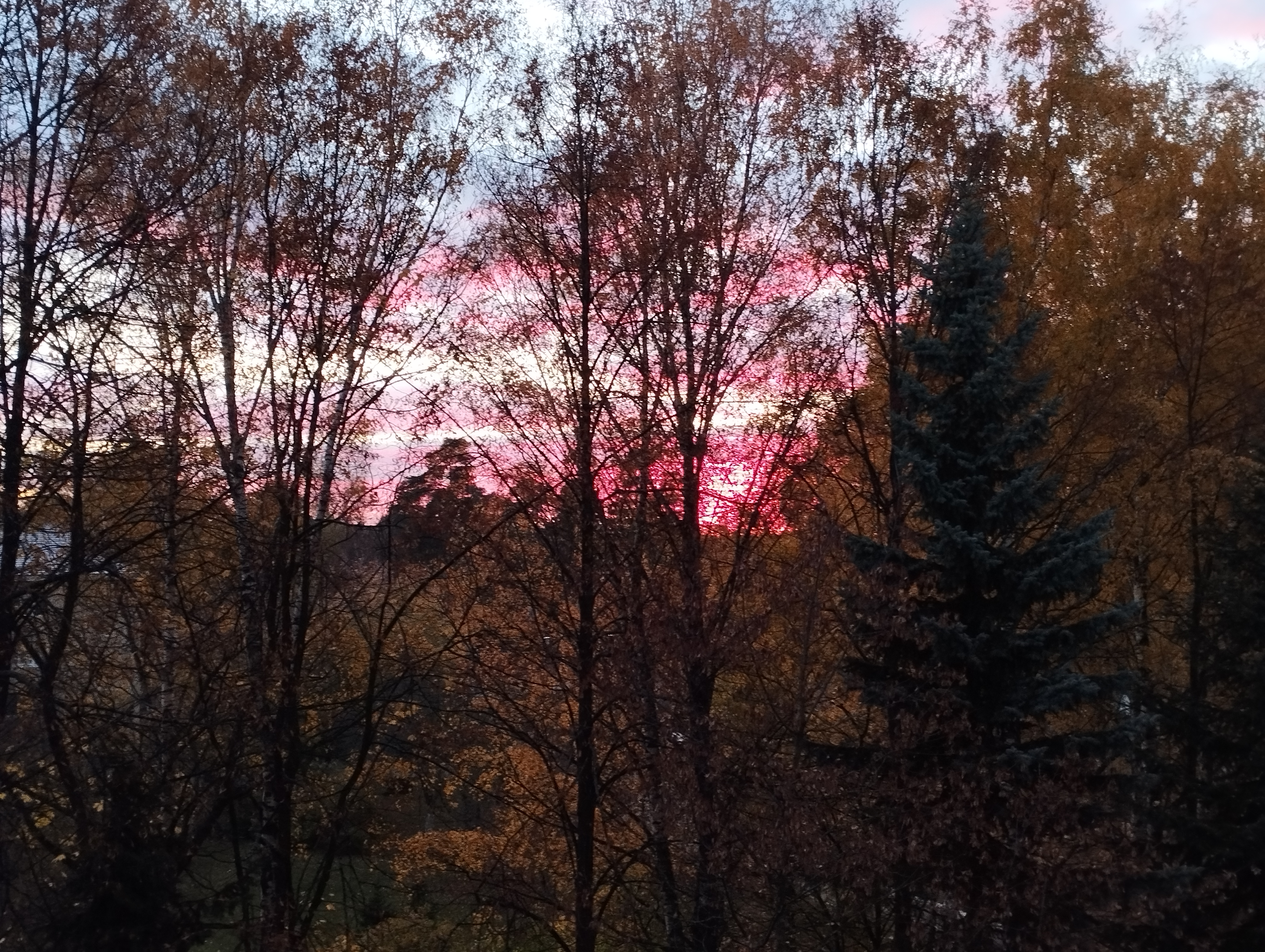 Фото Сосны