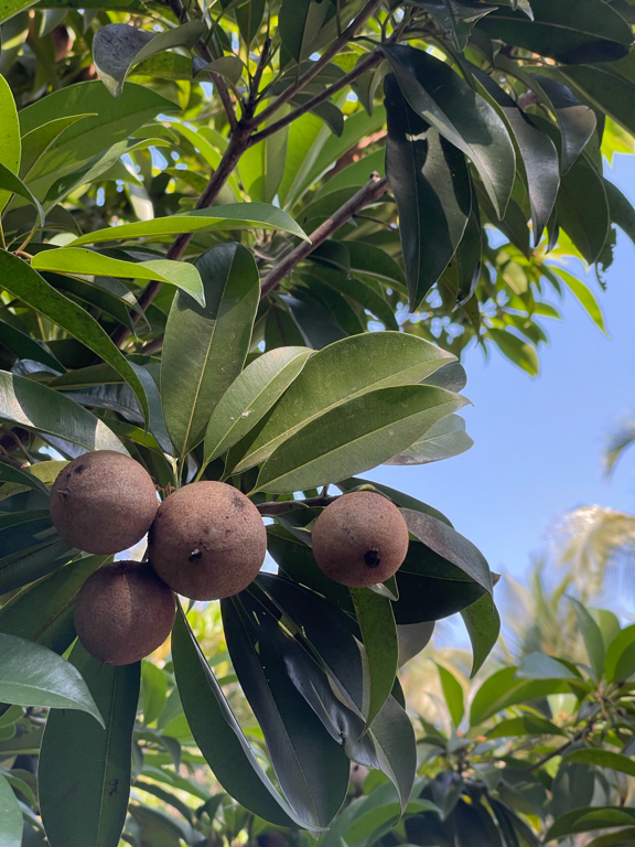 Фото Alagoa Resort