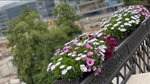 Greeneryplant (Nastavnikov Avenue, 20к3), landscaping of premises