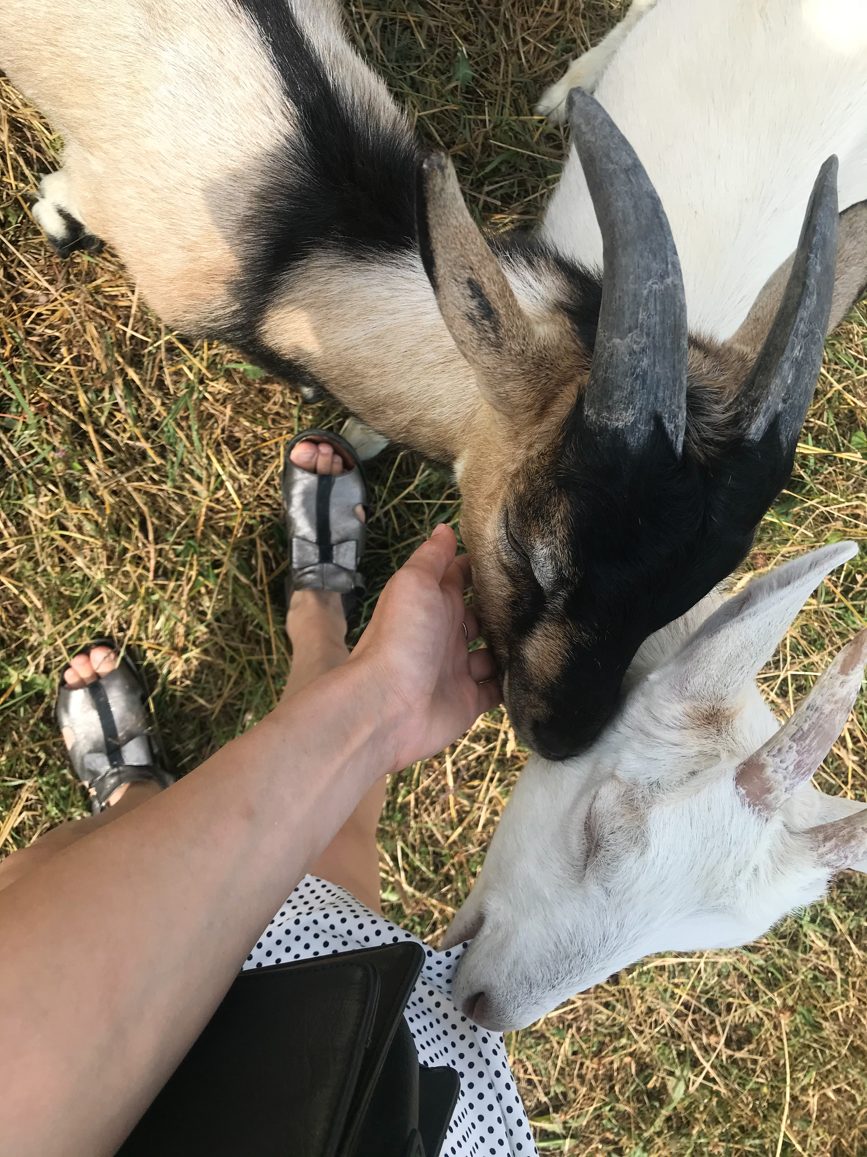 Фото Вилайоки АГРО