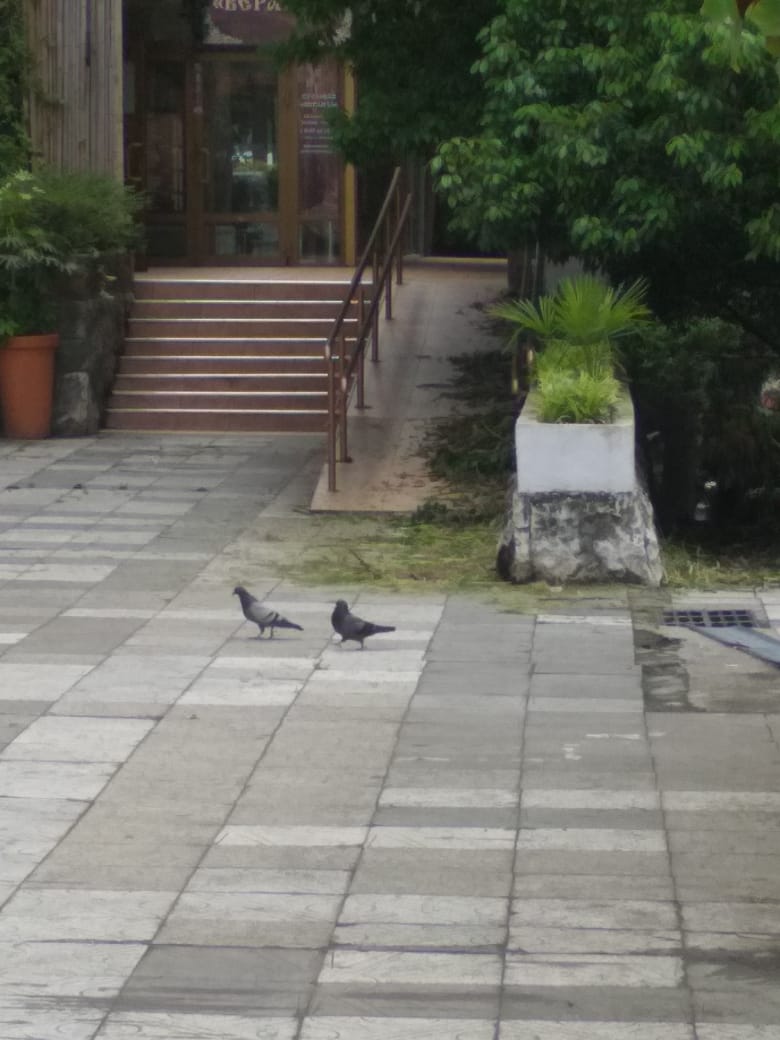 Фото Санлайт