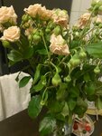 Цветкофф (ulitsa Lunacharskogo, 309А), flower shop