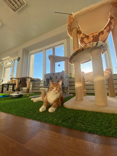 Pet otel Hotel cat, Minsk, foto