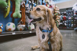 ЭкЗООтик (ulitsa Uritskogo, 11А), pet shop