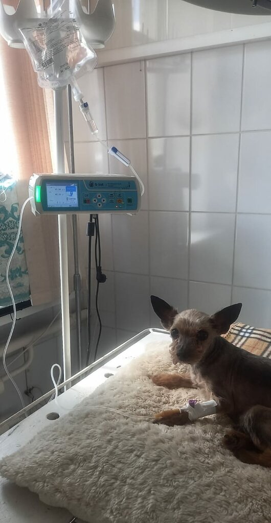 عيادة بيطرية Veterinary clinic city Zaraysk ، ، صورة