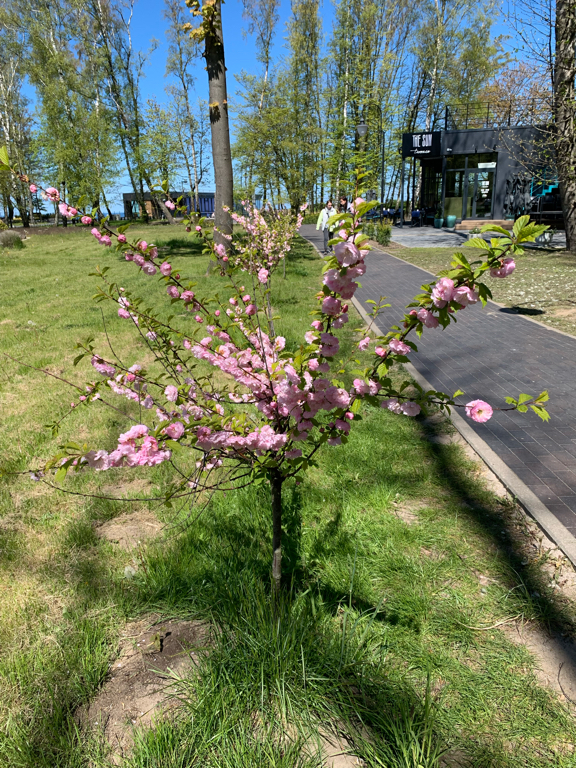 Фото Royal Falke Resort & SPA