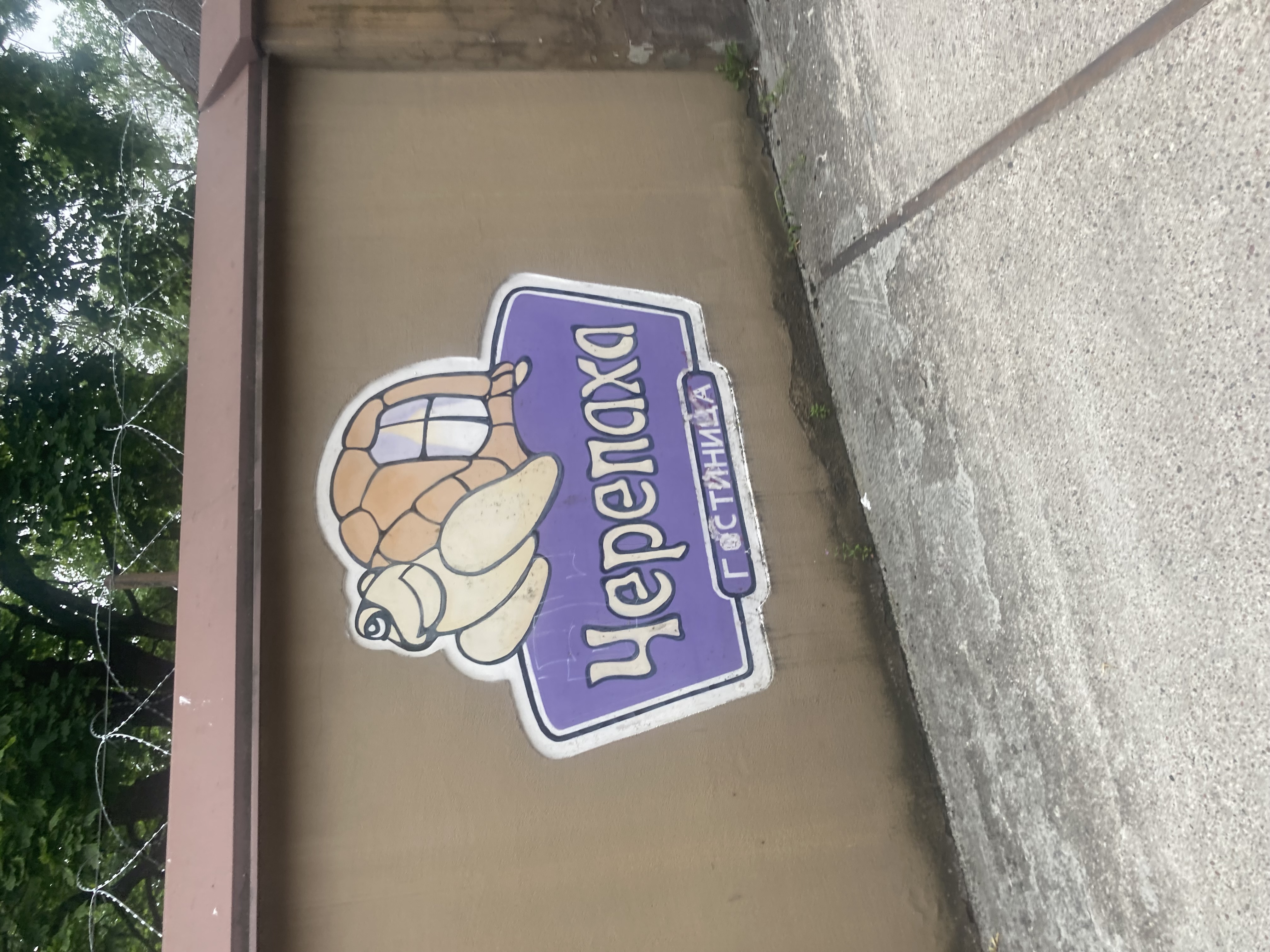 Фото Черепаха