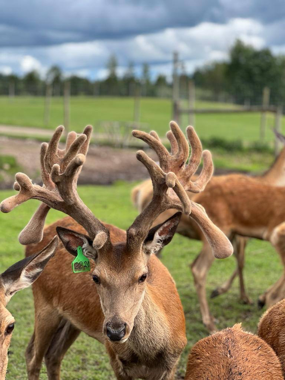 Фото Шебалинский питомник Королевский марал