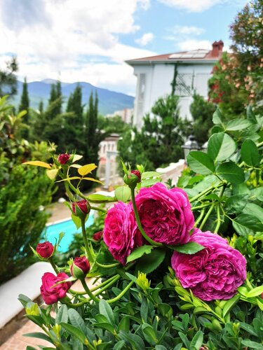 Гостиница Бон Мезон в Алуште