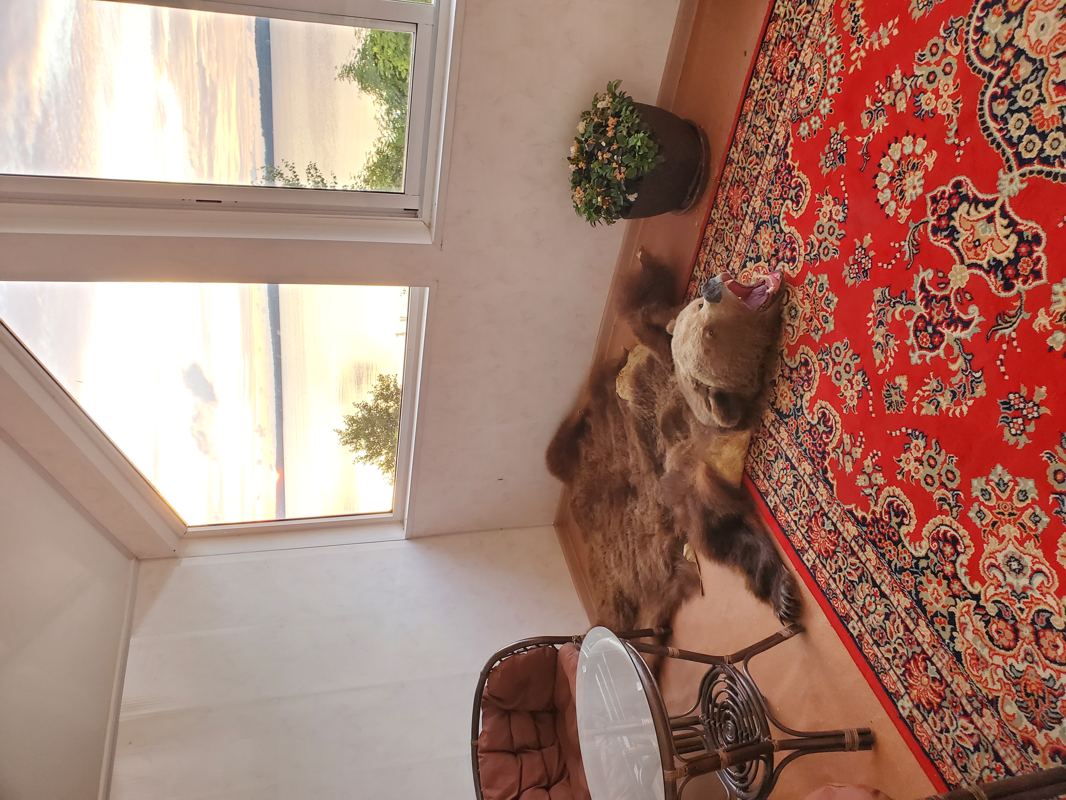 Фото Kodi järvi