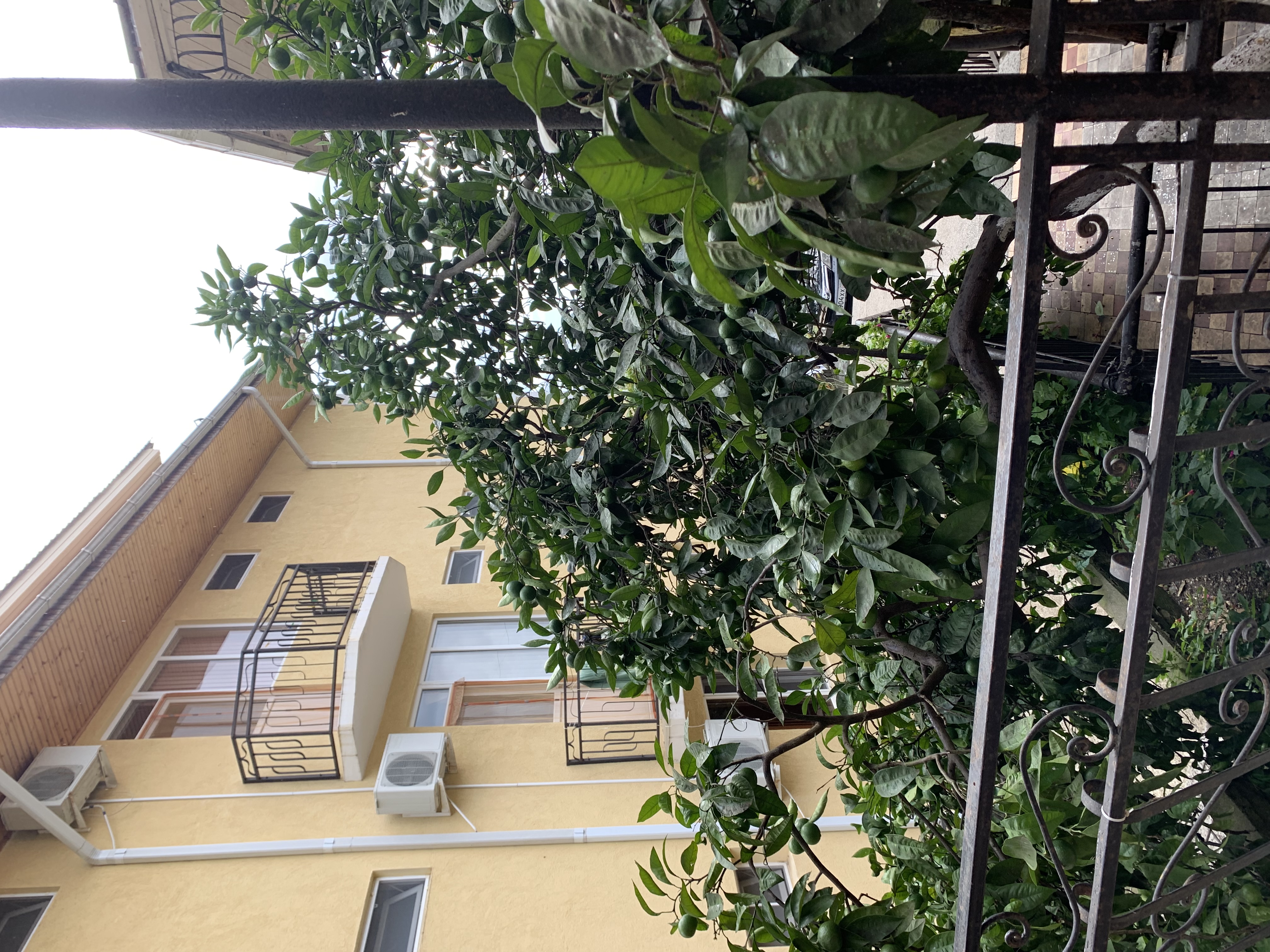 Фото Мандариновый Сад