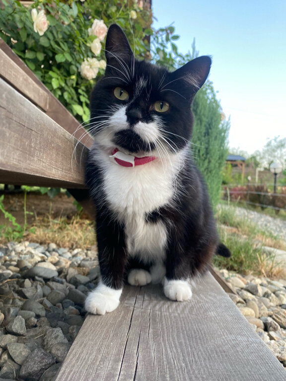 Фото Петровские Домики