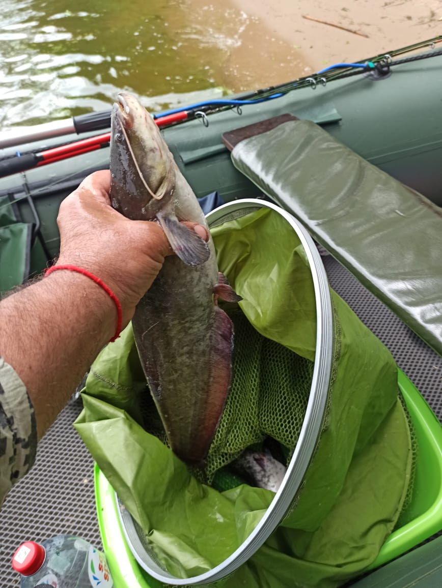 Фото Лес и Волга