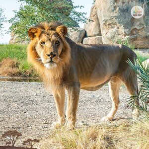 Sharjah Safari (Al Bardi, Al Yafar, Dhaid, Sharjah), zoo