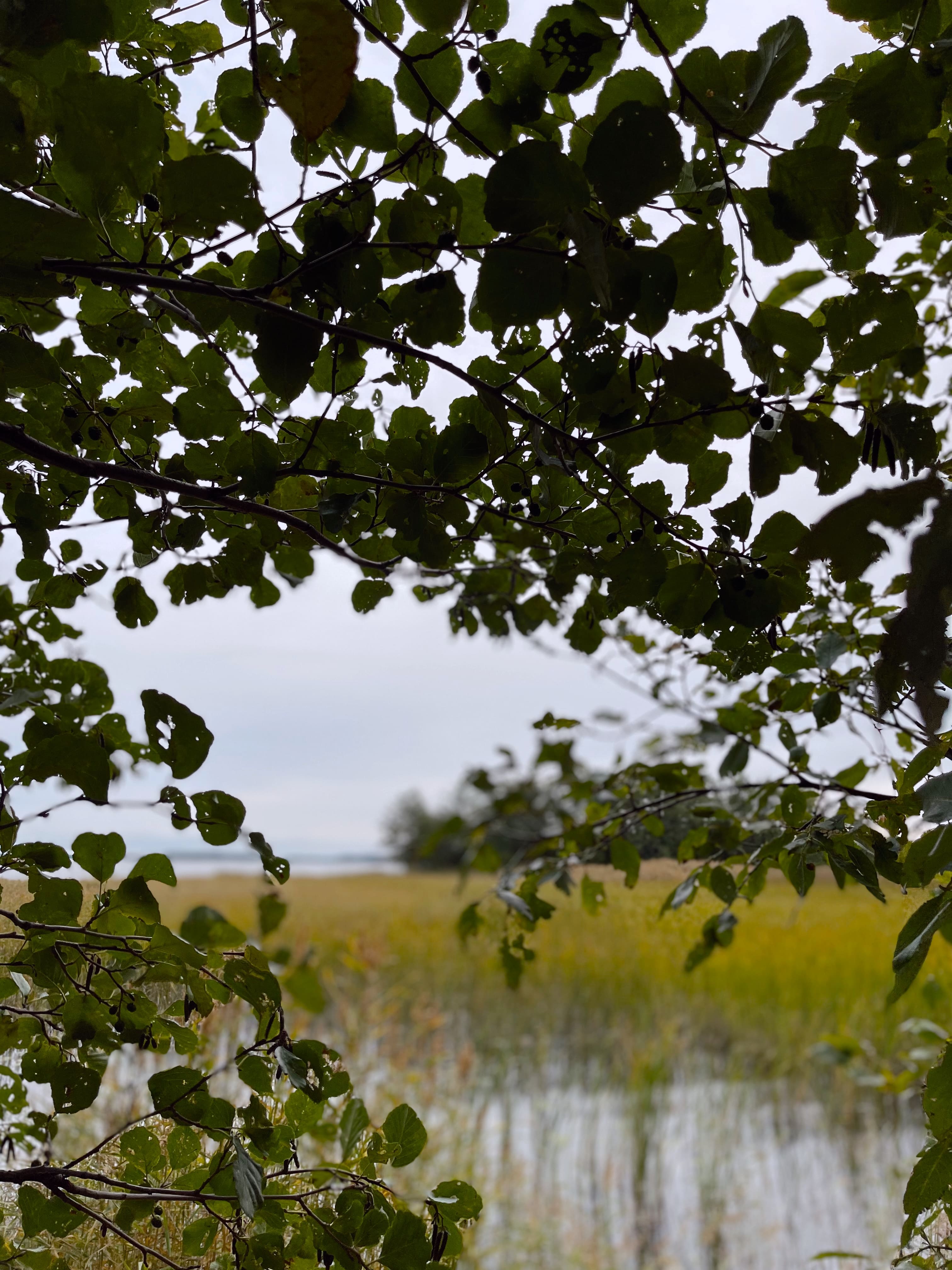 Фото Фрегат