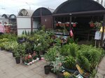 Сад у дачи (Leninskogo Komsomola Avenue, 2А), garden center